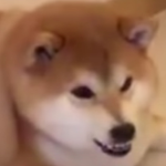 The Cult of Shiba