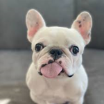 Animals squad join if you love animals