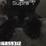 Supra ヤ