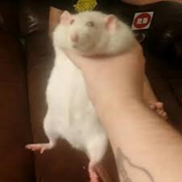 Rat Dance Place (With Rockets Included)