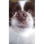DM :0