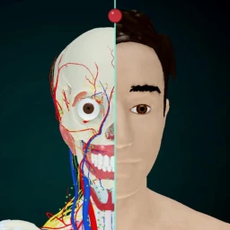 Anatomy 3D icon