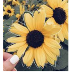 Sunflowers -.- keeping it calm and simple!!!!!!!