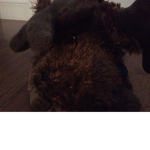 Da mooses