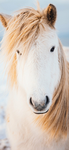 Fun with friends and more with ponies!