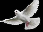 [ Dove Rule Protection League ]