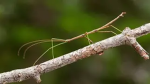 STICK LEGION