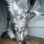 -.-ᅠ