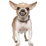 Adopt me Doggy dome