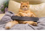 The gaming cats :)