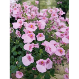 Diascia Homestore