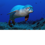 otters in waters :P