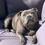 Staffy Gang Club! Group Thumbnail