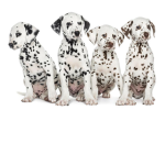 Dalmation Army UnU