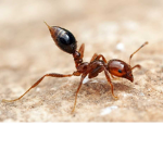 Ants Canada group