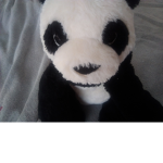 Pandza221