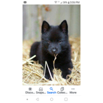 WolfsAreTheBest