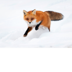 FOX GOD FOREVER