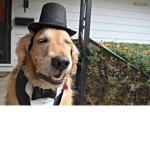 De dog