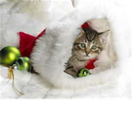super cat lover's