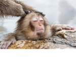 The monke treehouse