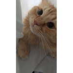 Cat Owner's