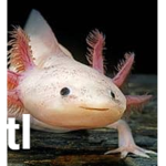 axolotl buddyss