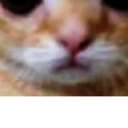 El Gato #######