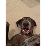 German Shorthaired Pointer Fan Club!