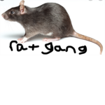 All Mighty Rat Gang