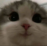 Kels kitties