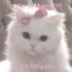 cute kittens ୨୧