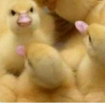 YBDR