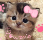 pawzilla