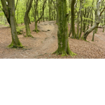 like the nature group