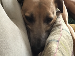 Lurcher lifestyle