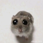 抖音巴圖群組