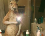 ING.KANGAROO