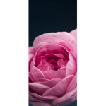 Lotus blossom