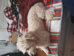 Lav the dog