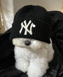 xestsea