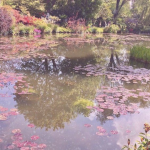 lotus pond !