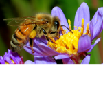 The Honey Bee's Squad