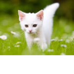 cat time 0473q3