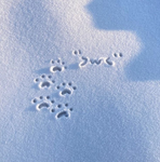 Polar Pawz