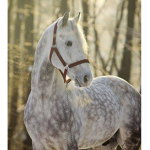 Western Riders~