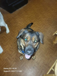 memphis is the best dog ever