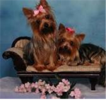 YoRkie LoVeRs