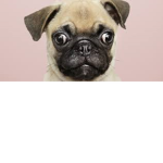 Pugs just pugs!