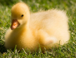Some Duck